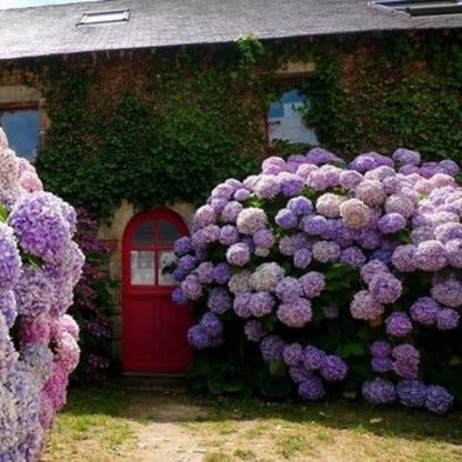 💐UV Resistant Lifelike Artificial Hydrangea Flowers
