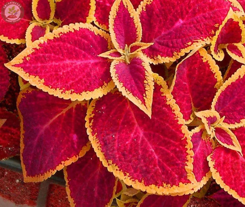 Rare Coleus Seeds