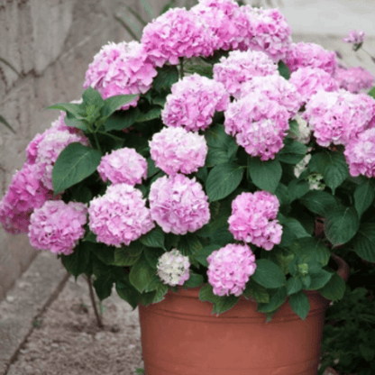 💐UV Resistant Lifelike Artificial Hydrangea Flowers