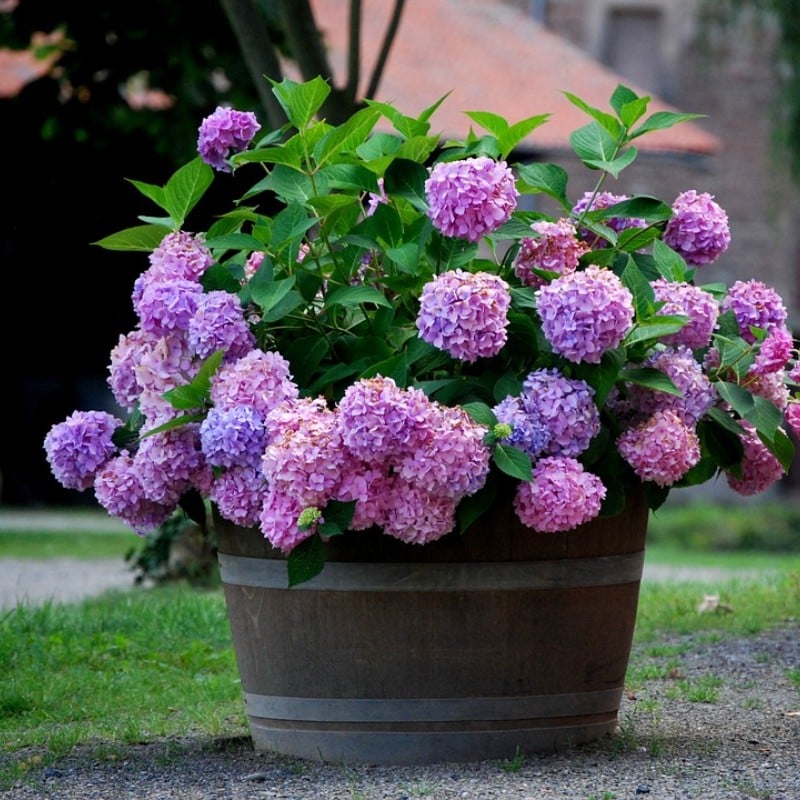 💐UV Resistant Lifelike Artificial Hydrangea Flowers