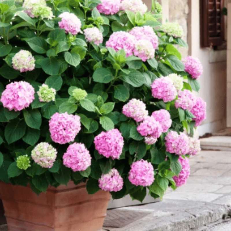 💐UV Resistant Lifelike Artificial Hydrangea Flowers