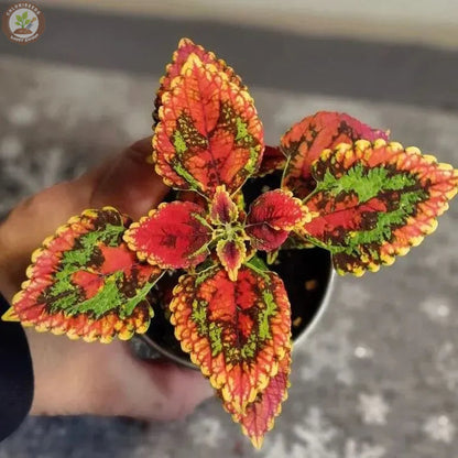 Rare Coleus Seeds