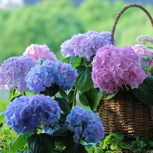 💐UV Resistant Lifelike Artificial Hydrangea Flowers